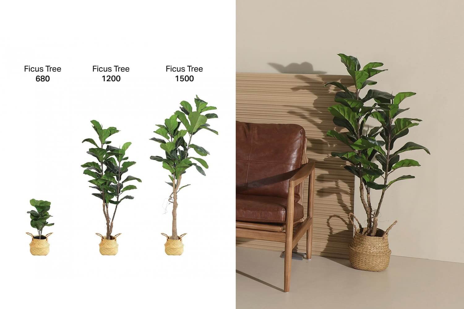Ficus Tree Green Planters - Comfort Furniture