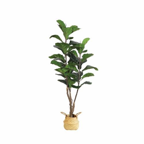 Tree - Ficus H1200