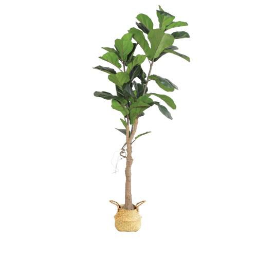 Tree - Ficus H1500