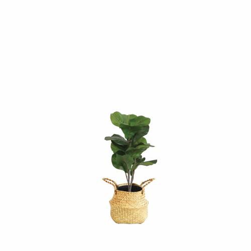 Tree - Ficus H680