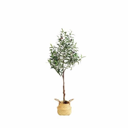 Tree - Olive H1200
