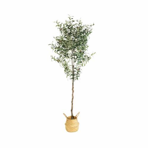 Tree - Olive H1800
