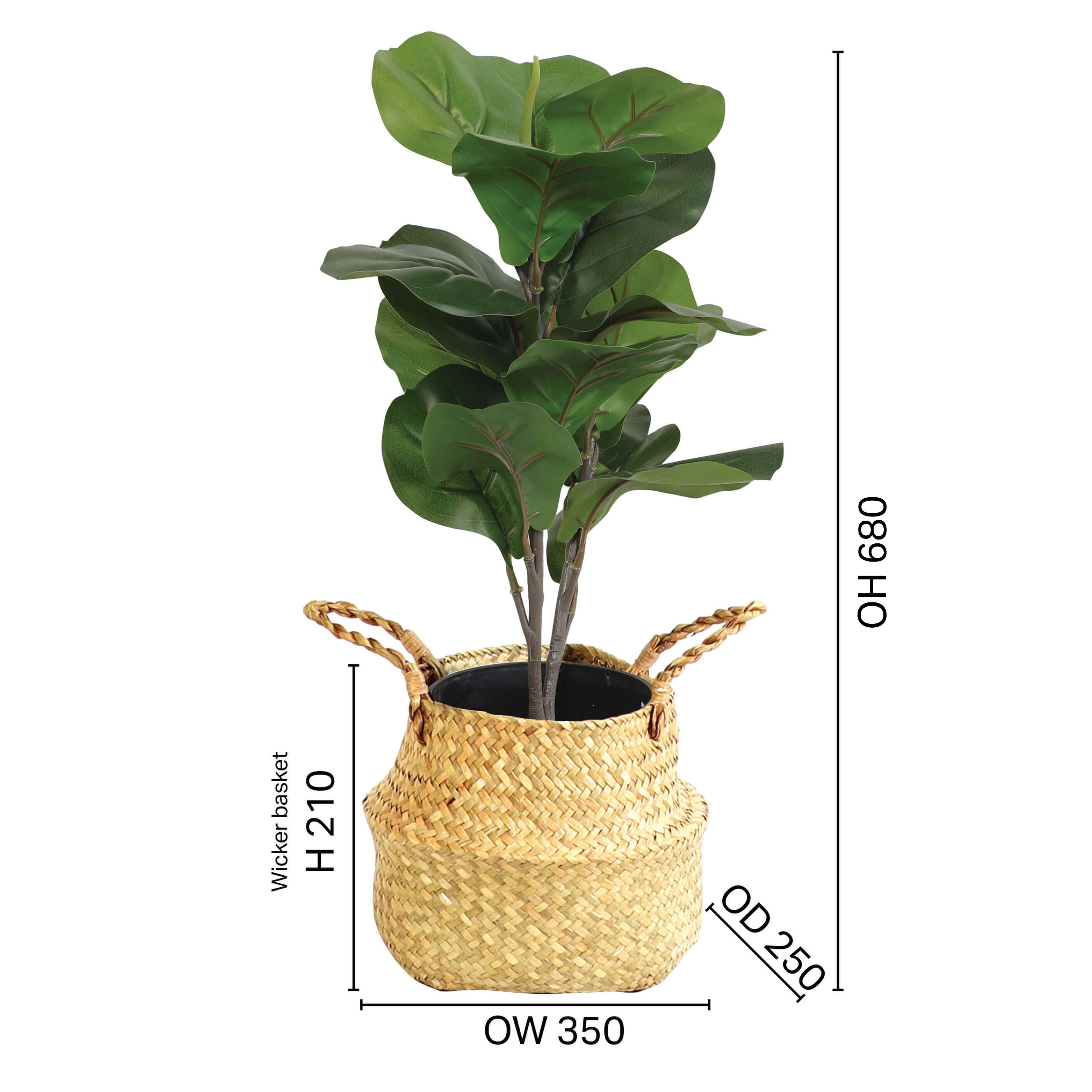 Tree - Ficus H680