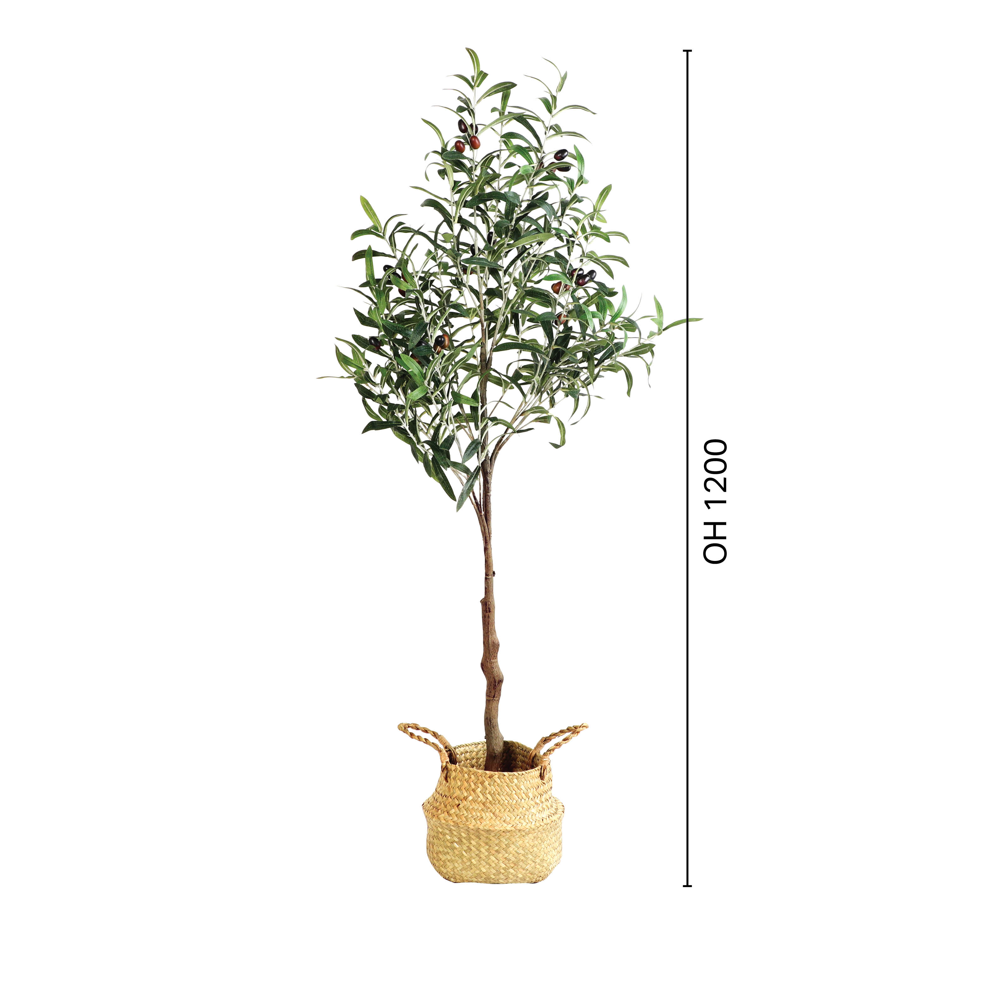 Tree - Olive H1200