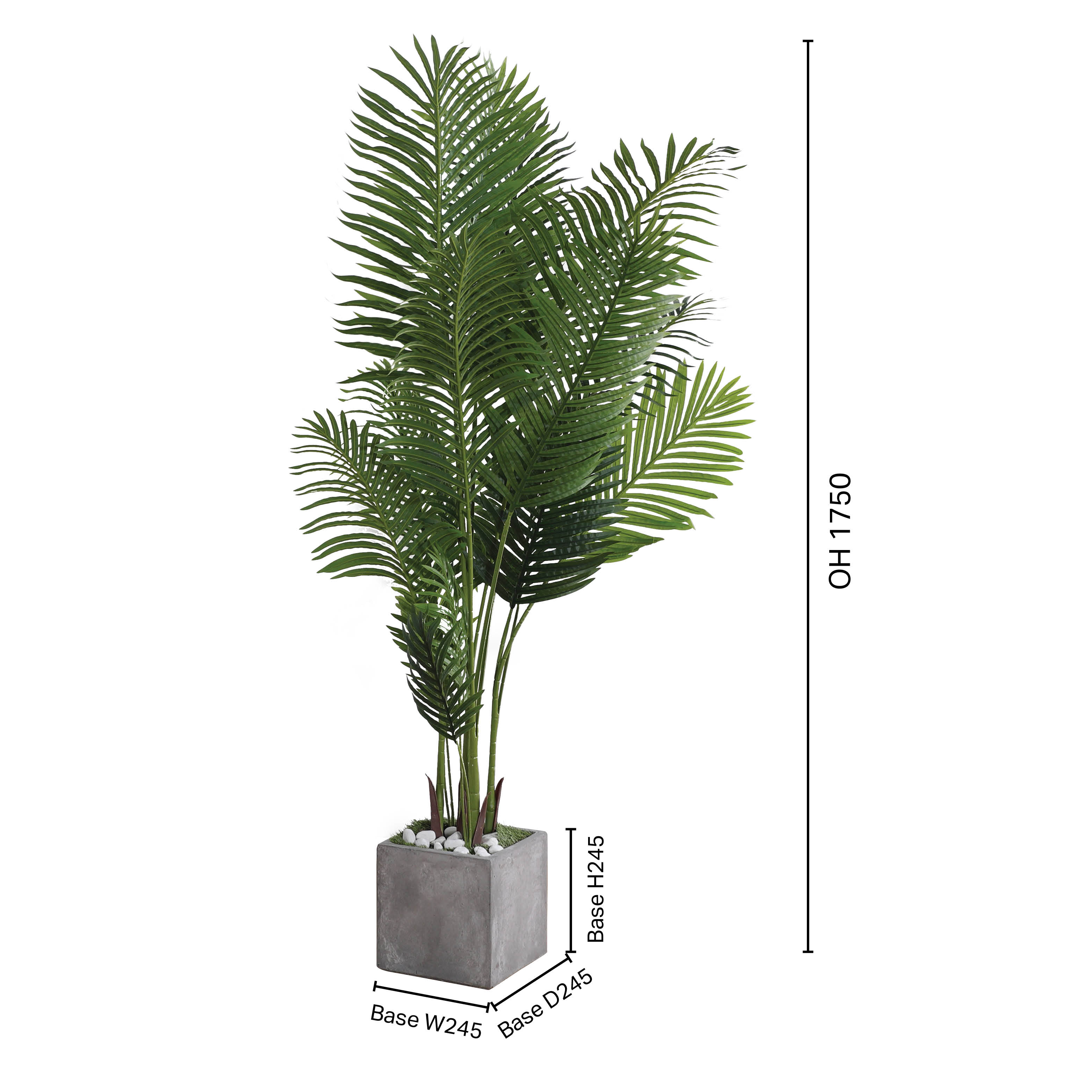Tree - Areca Palm H1750