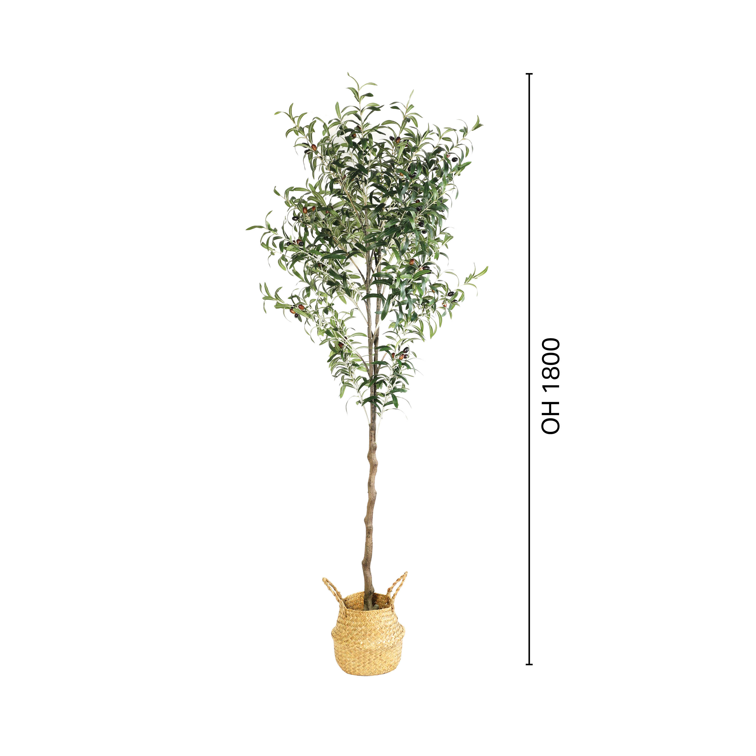 Tree - Olive H1800